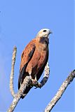 Black-collared Hawk